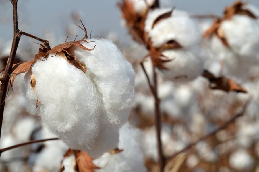 Pakistan’s Cotton Production Plummets